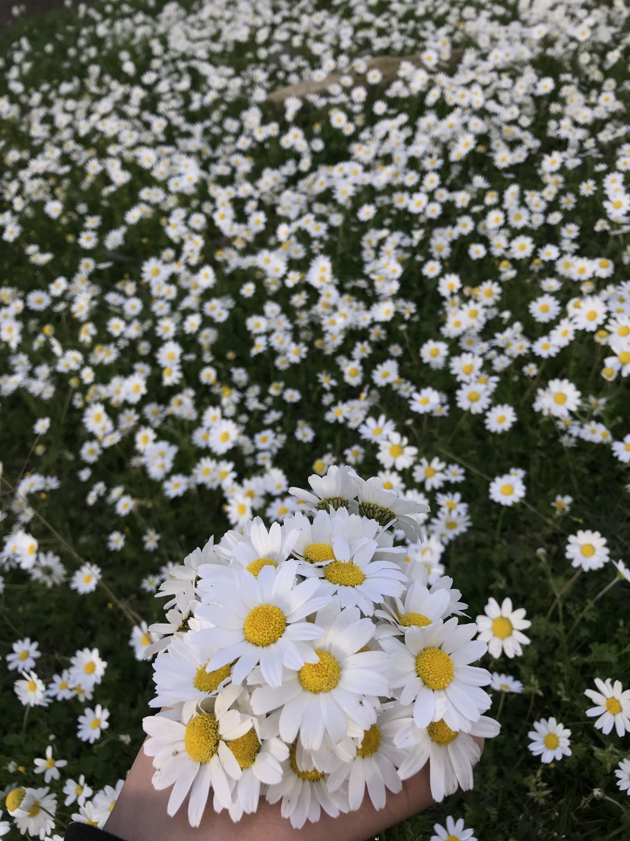 Ромашки много ромашек