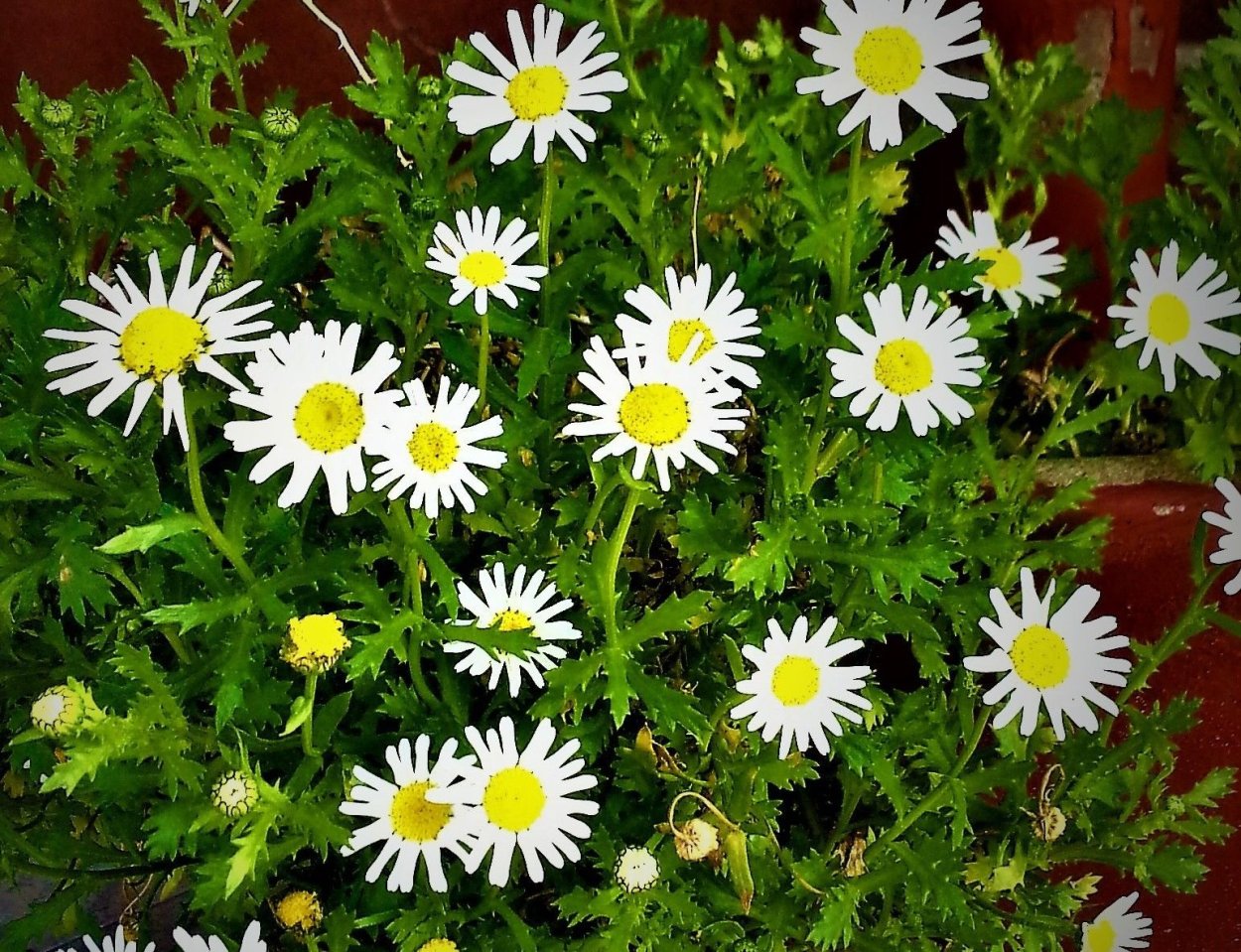 Девушка с ромашками на аву