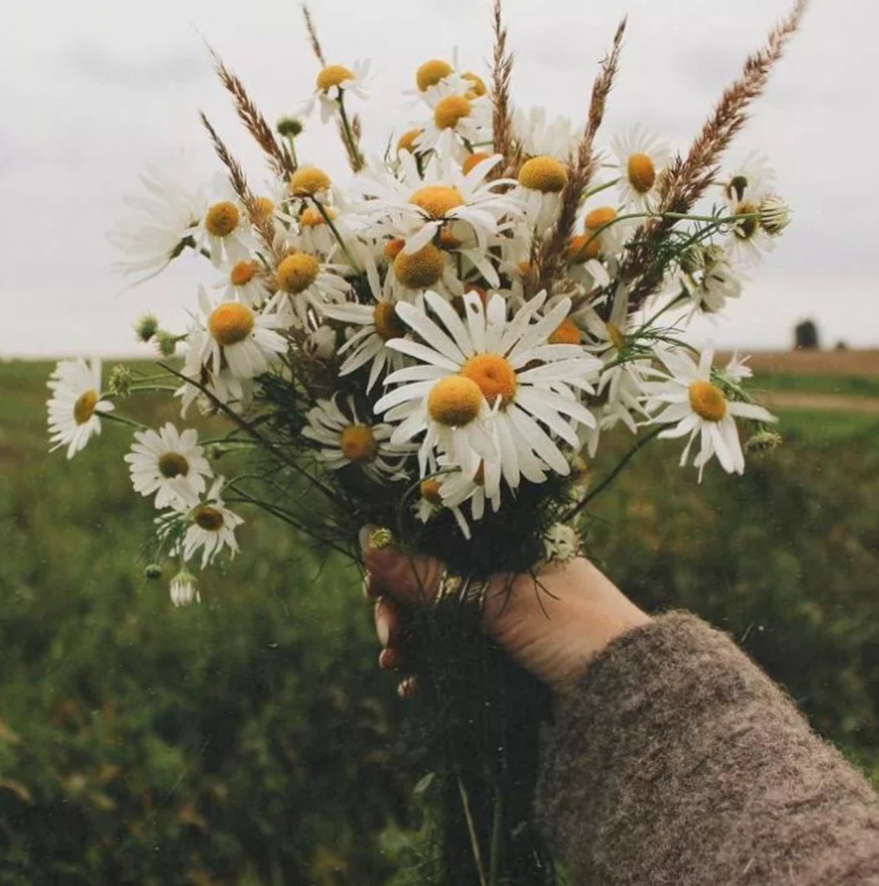Букет ромашек Эстетика
