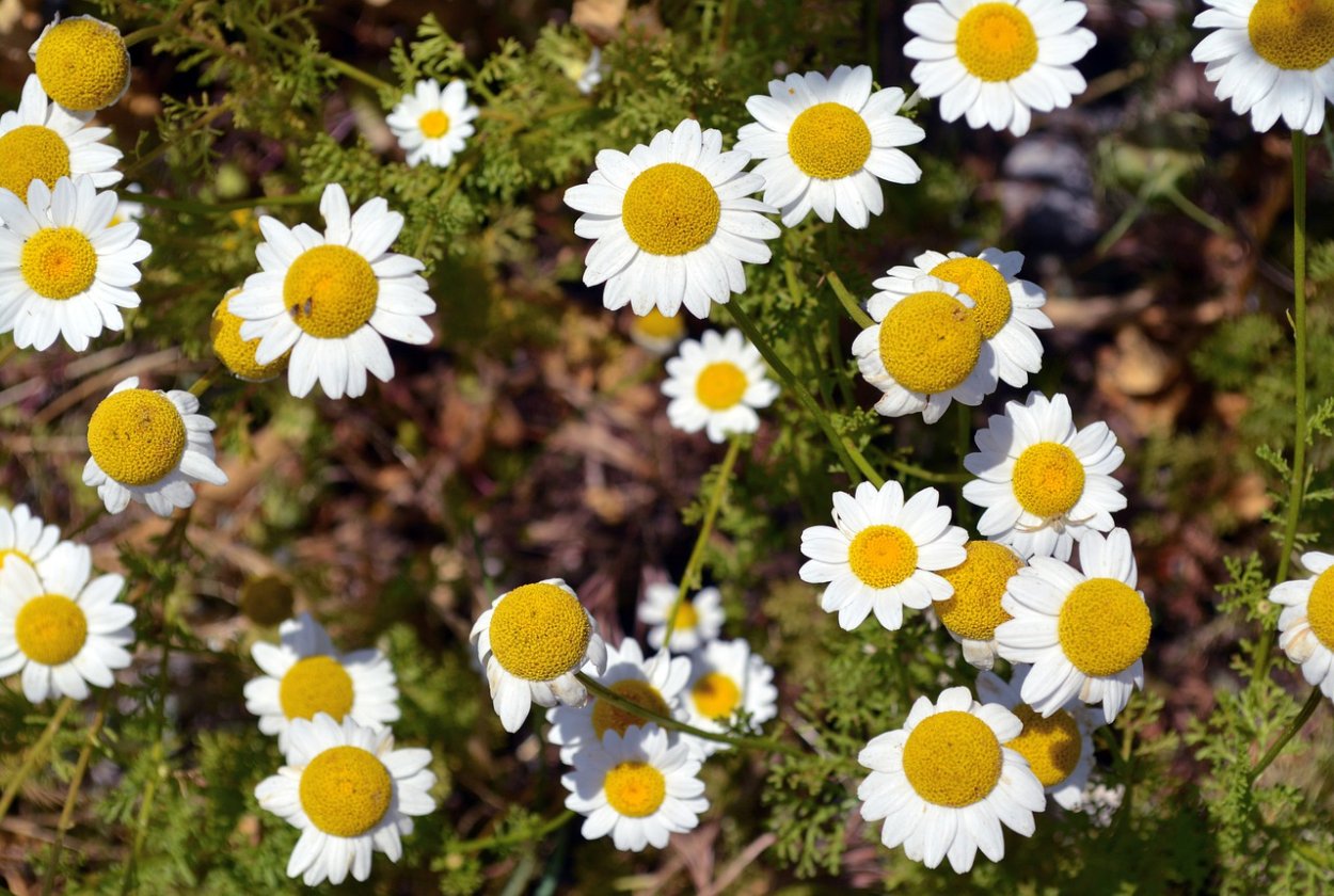 Softie Papatya изделия