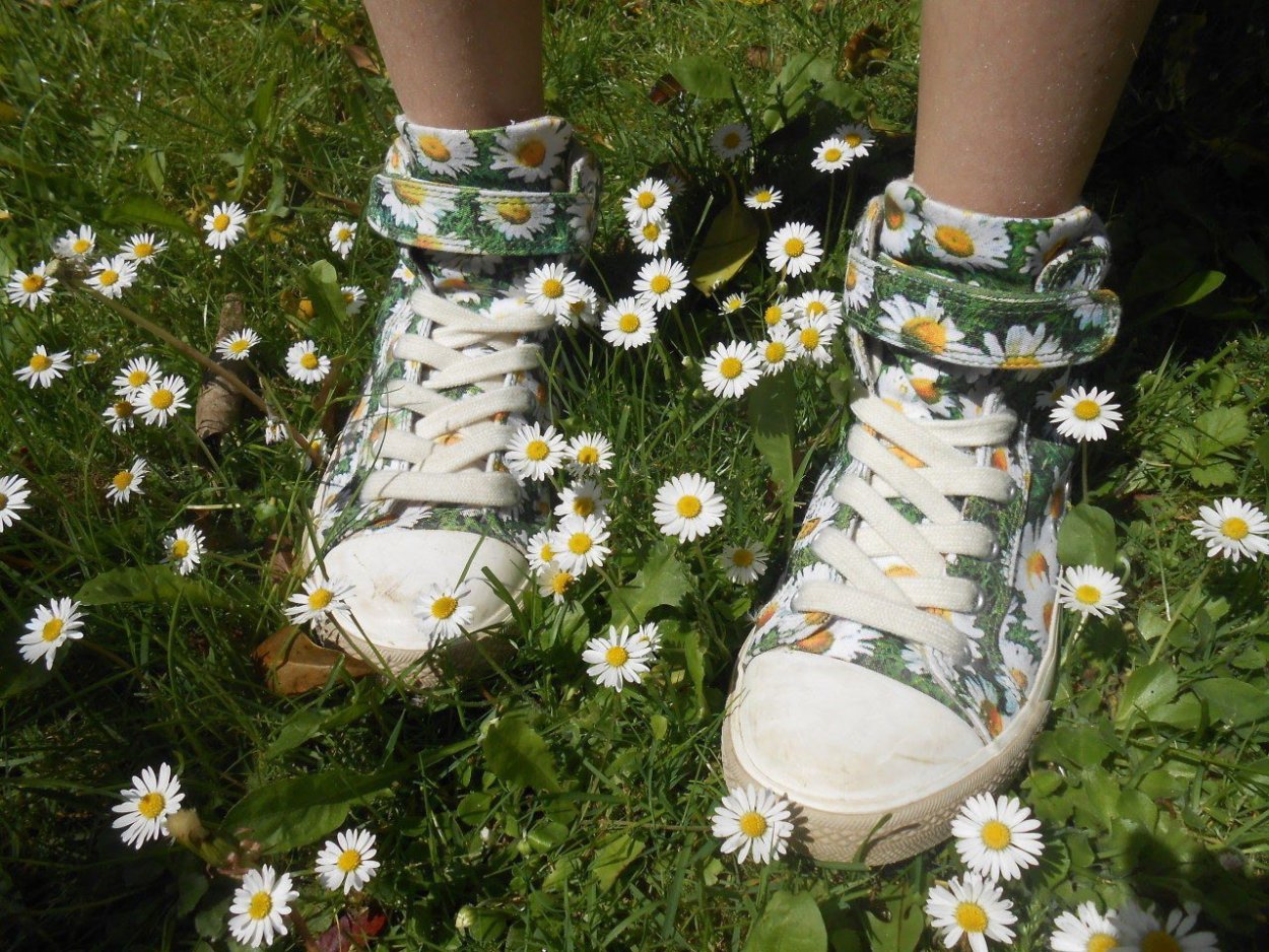 Китайская Ромашка