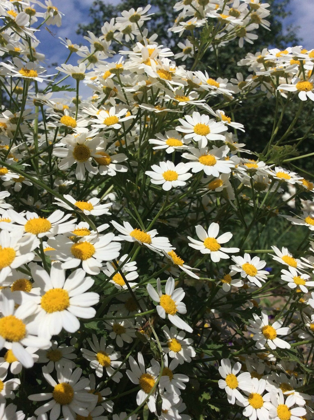 Матрикария Монобукет