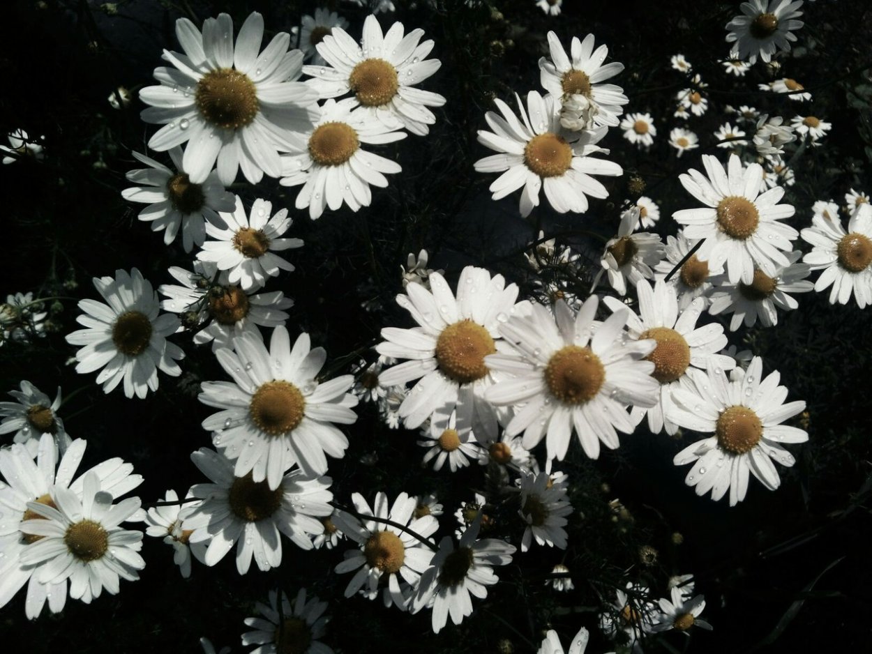 Листья маргаритки и ромашки