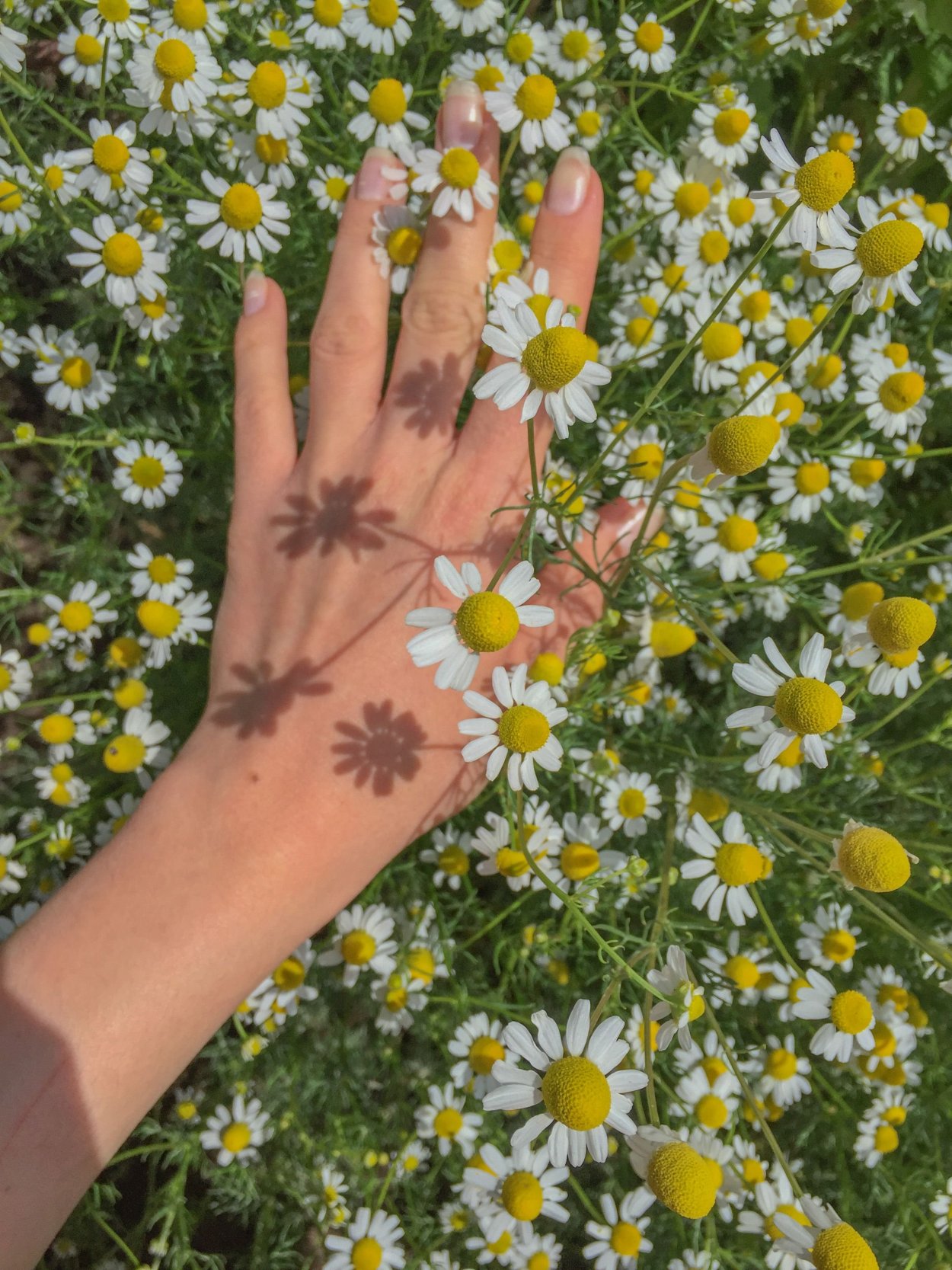 Девушка с ромашками Эстетика