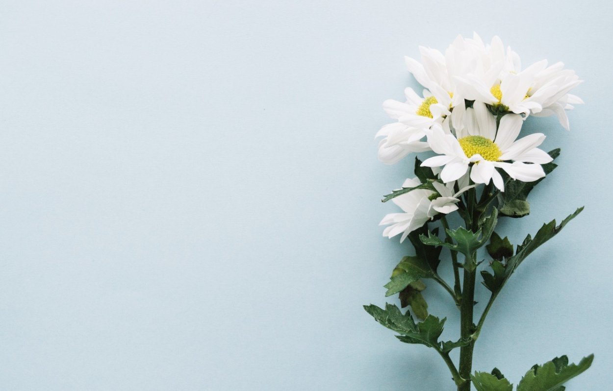 Ромашка одноголовая букет