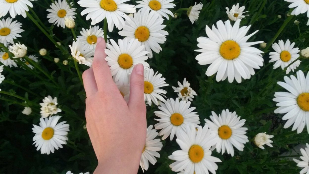 Ромашки в виде сердца