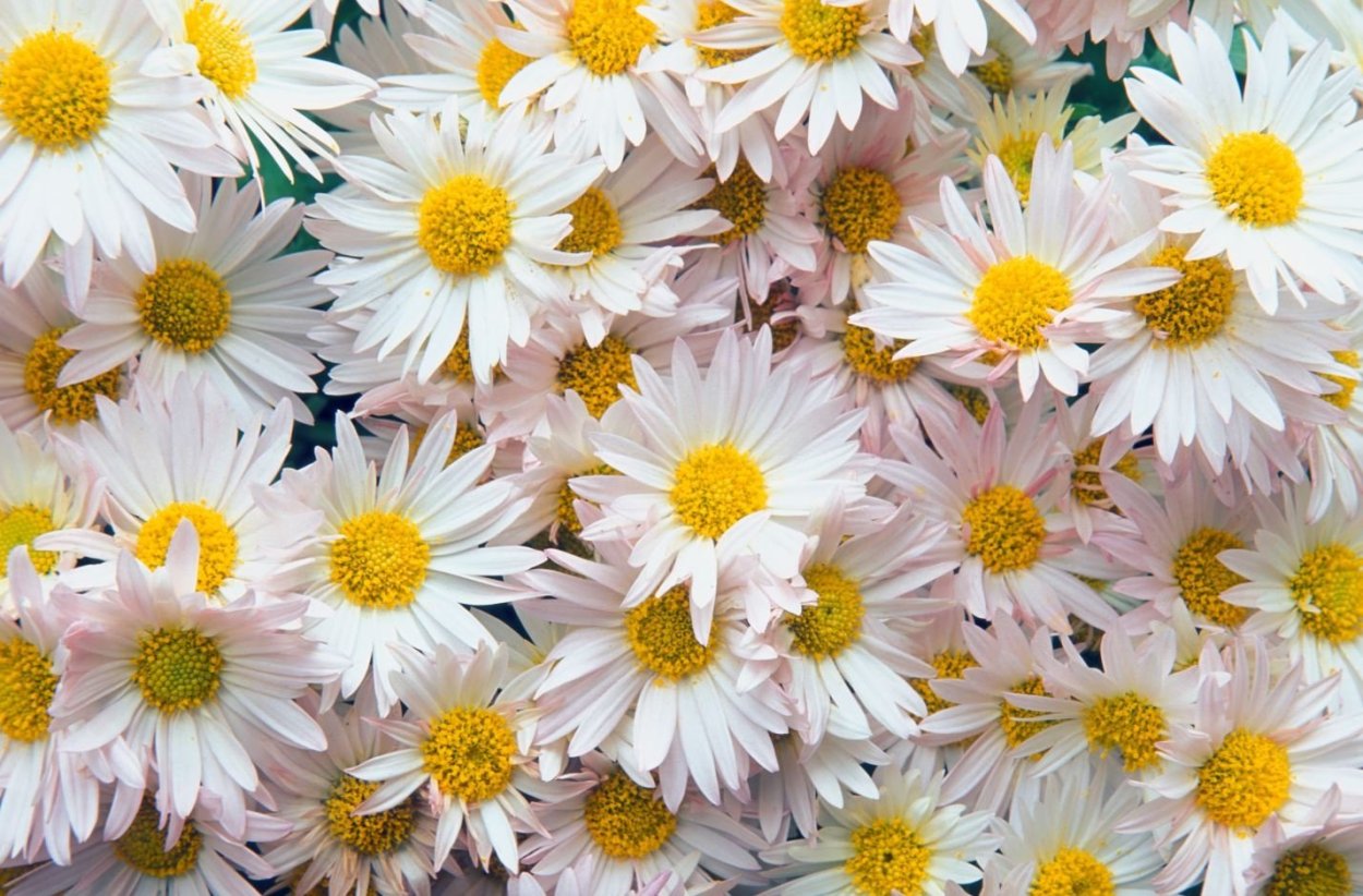 Нивяник Стефания Ромашка