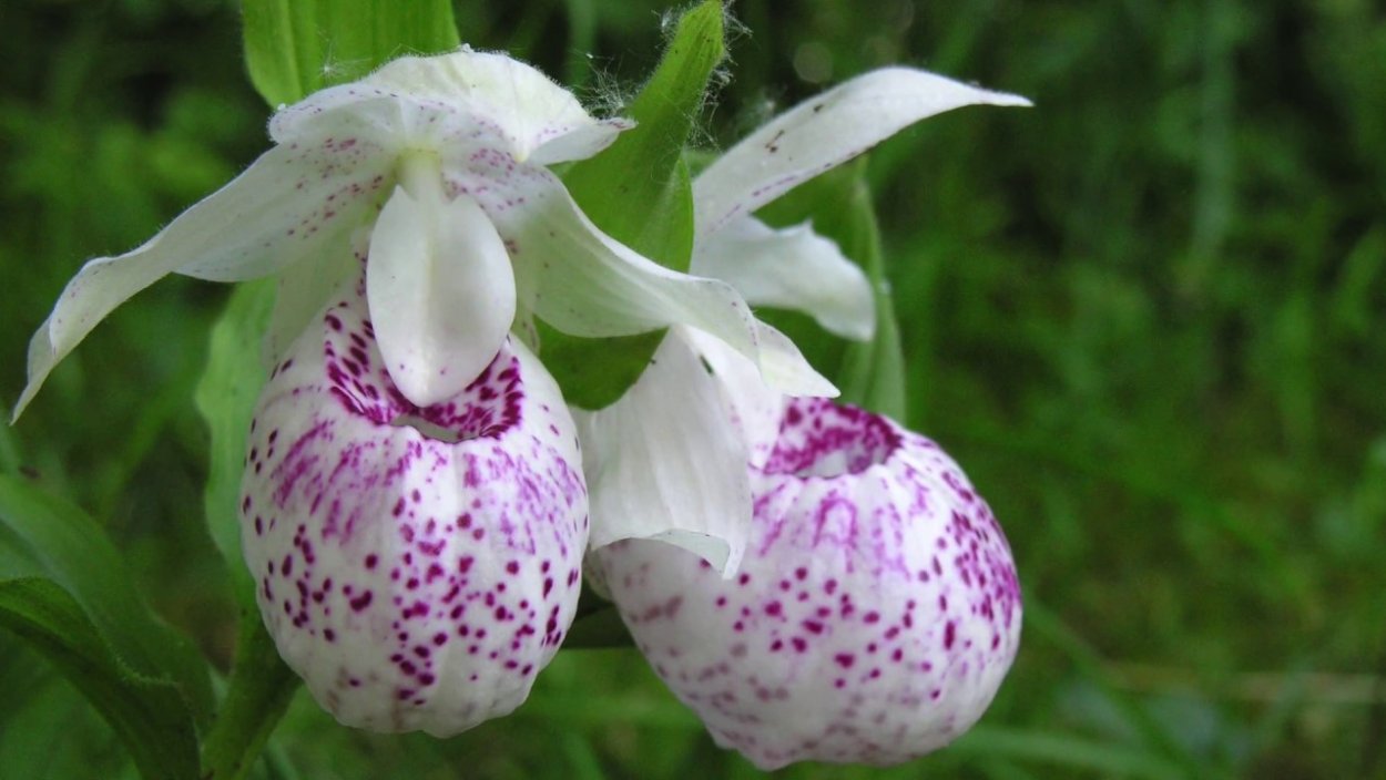 Циприпедиум Ирен