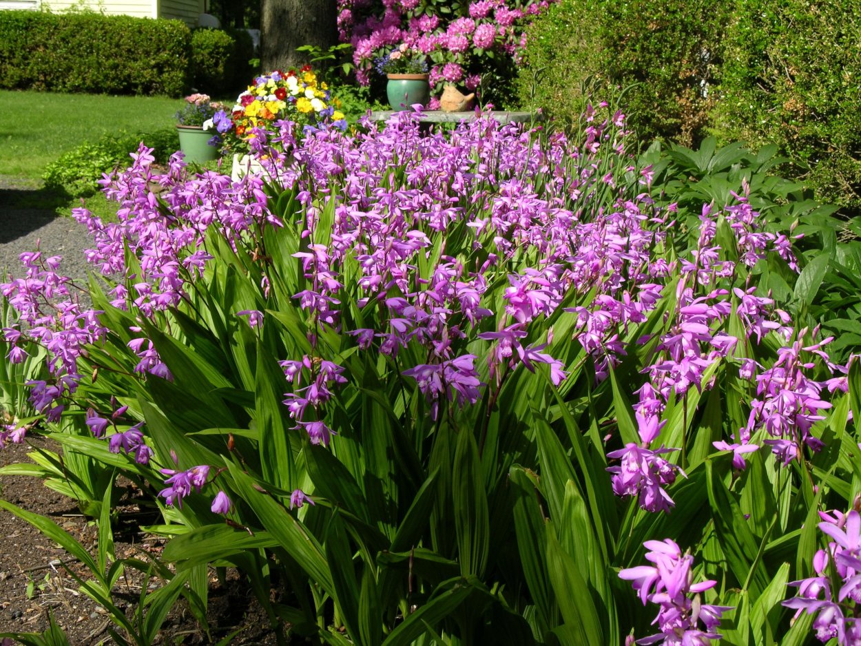 Bletilla striata Орхидея Садовая