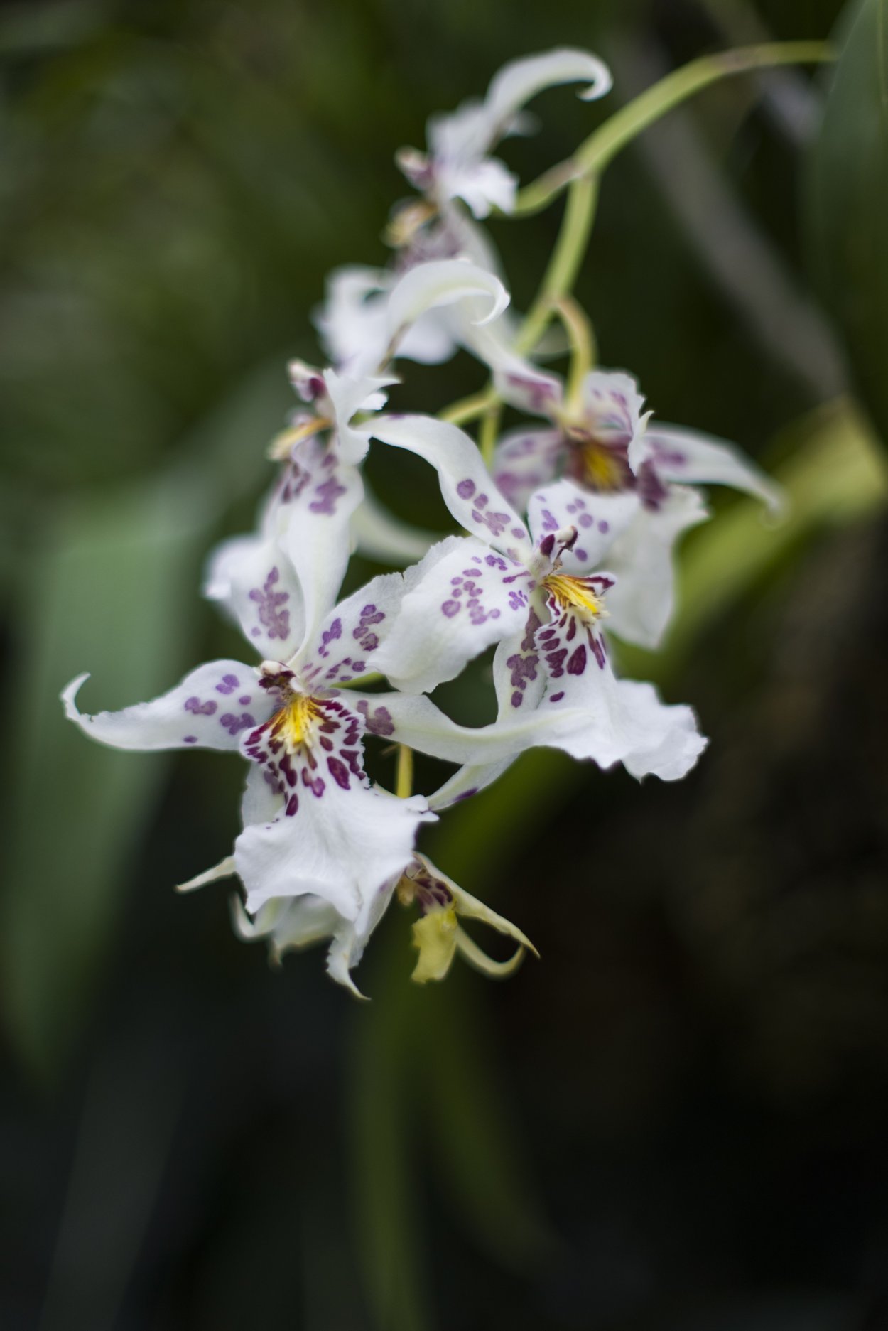 Орхидея манго фаленопсис