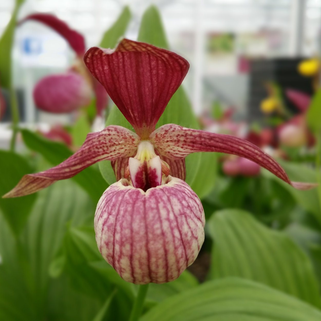 Cypripedium fargesii