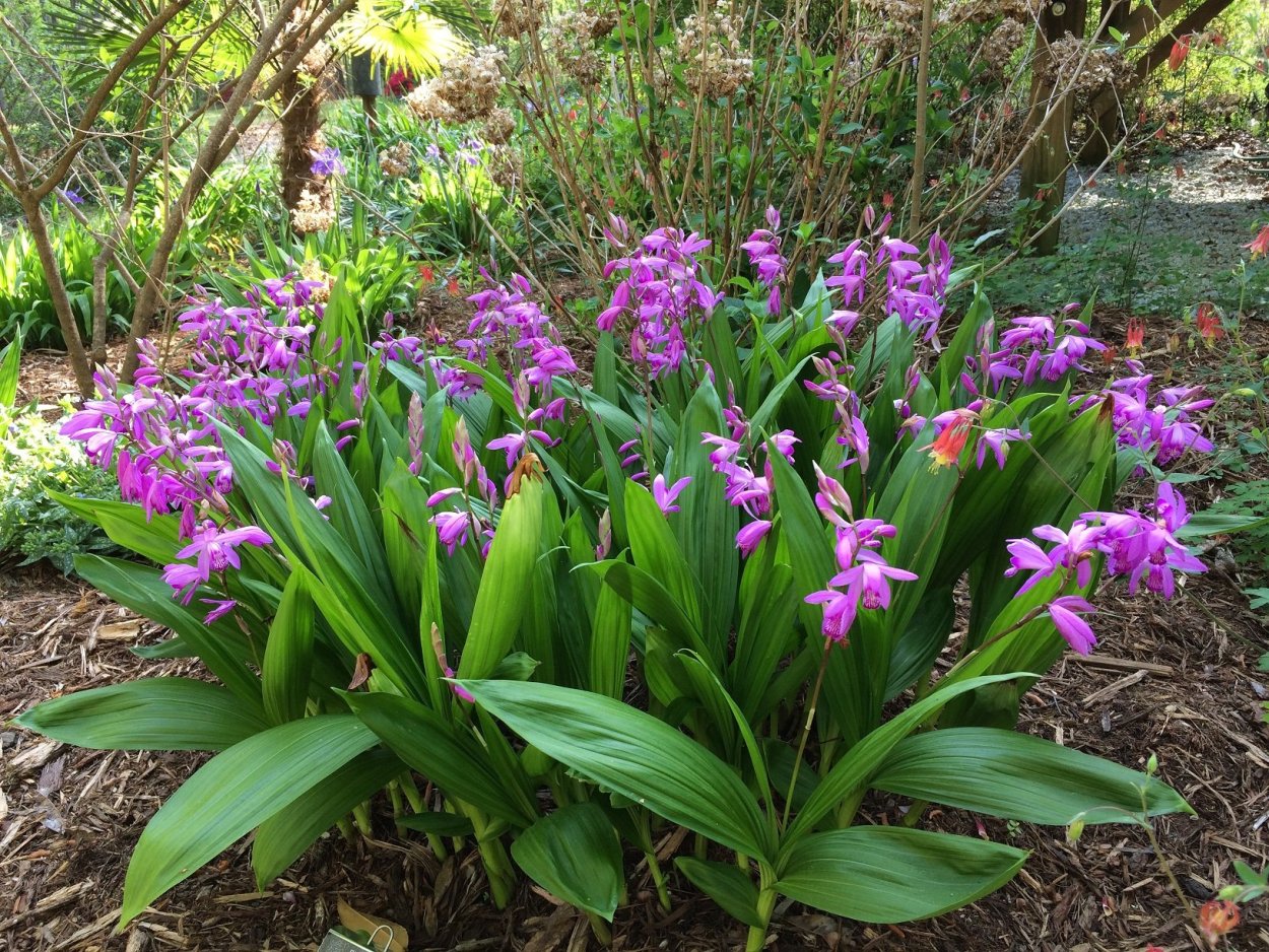 Блетилла полосатая