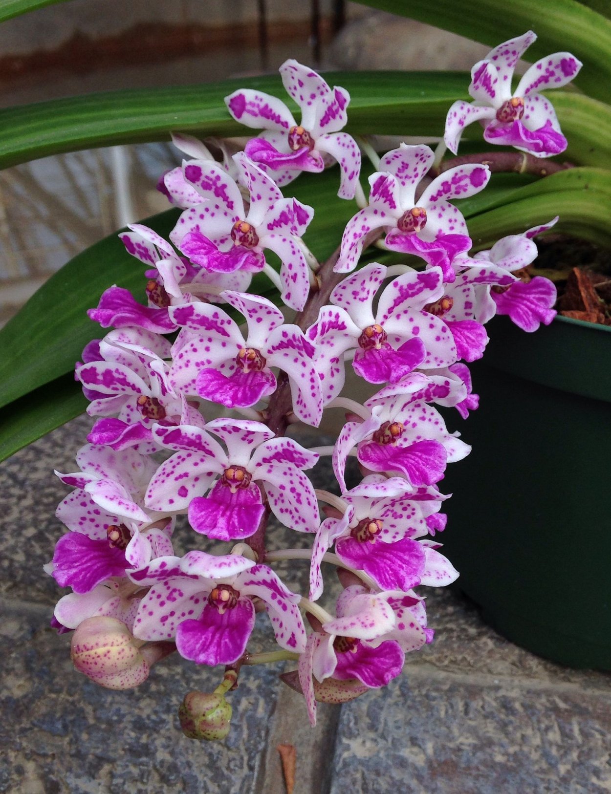Rhynchostylis gigantea White
