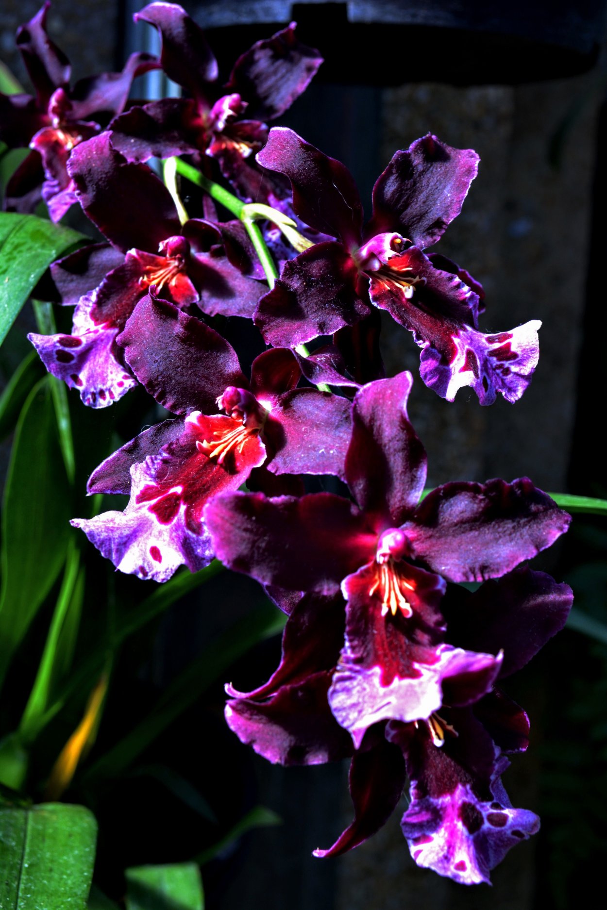 Уличная Орхидея