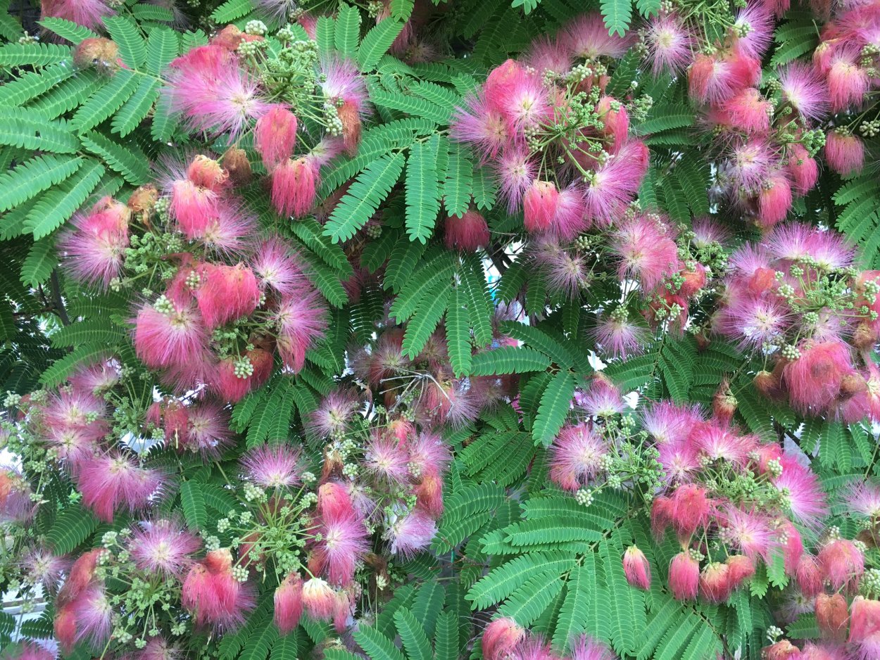 Альбиция ленкоранская Акация