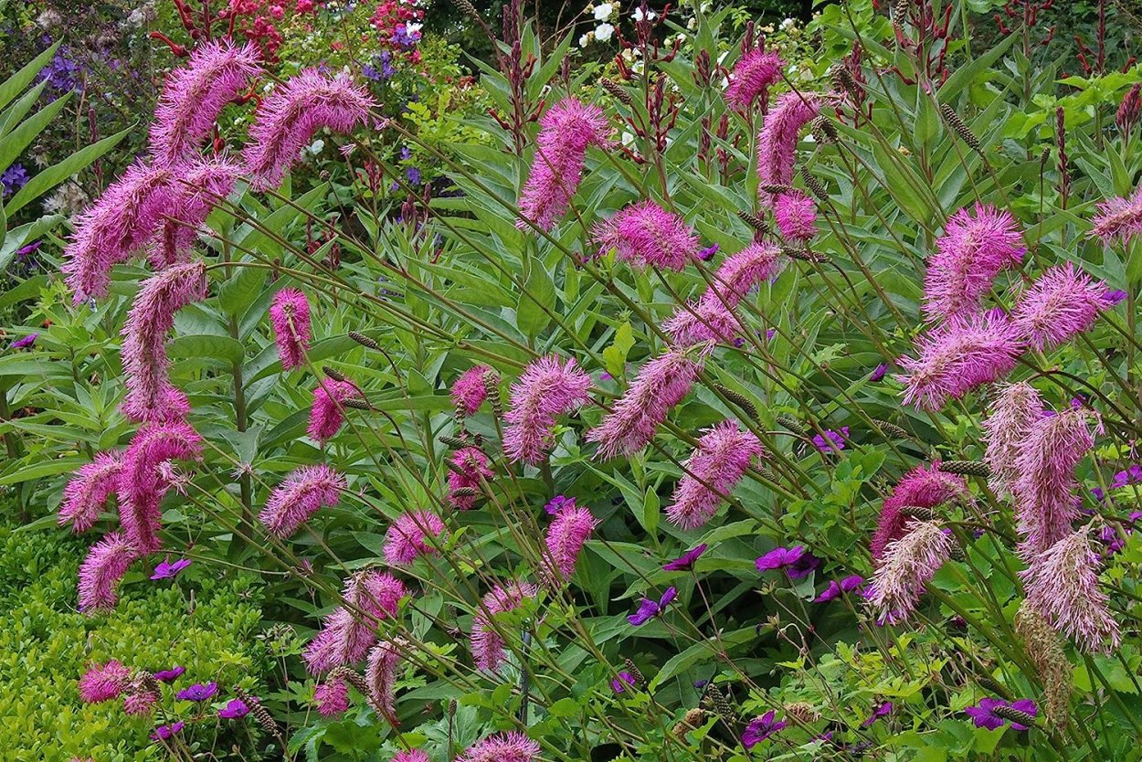 Кровохлебка обтуза