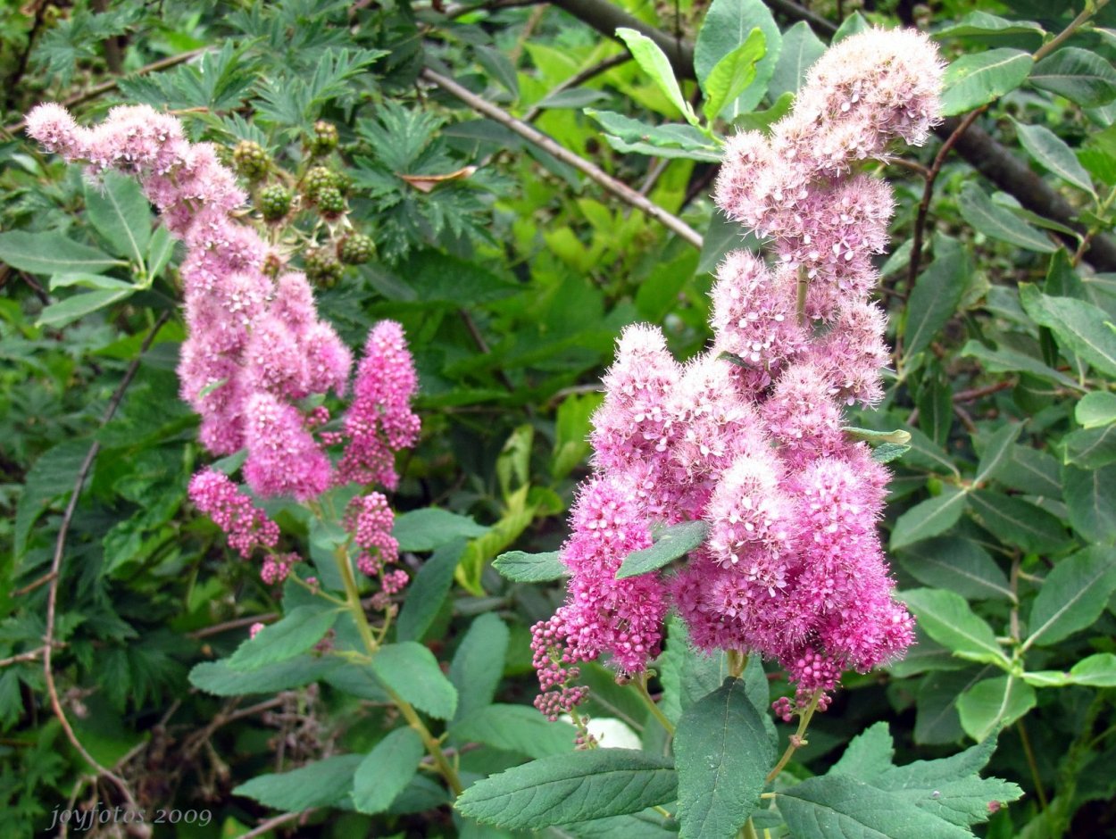 Спирея метельчатая Дугласа