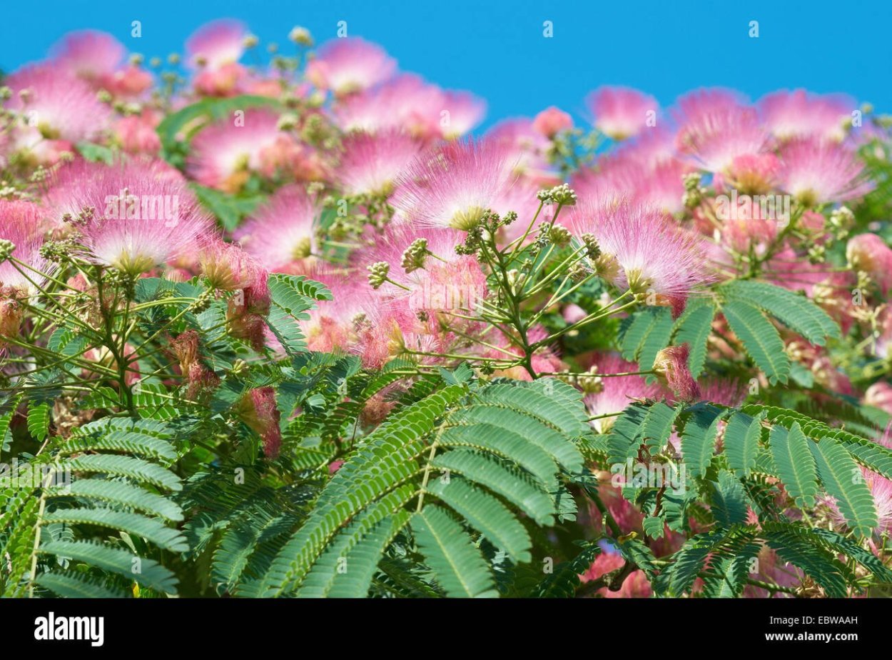 Акация реинкарнация