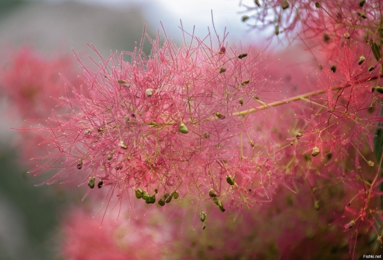 Скумпия дерево одуванчик