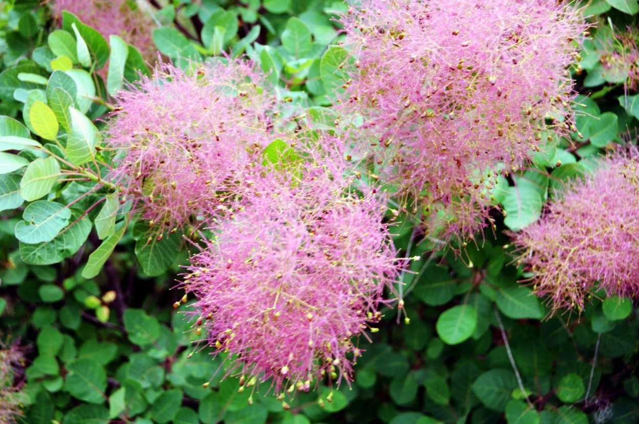 Скумпия Кожевенная соцветие