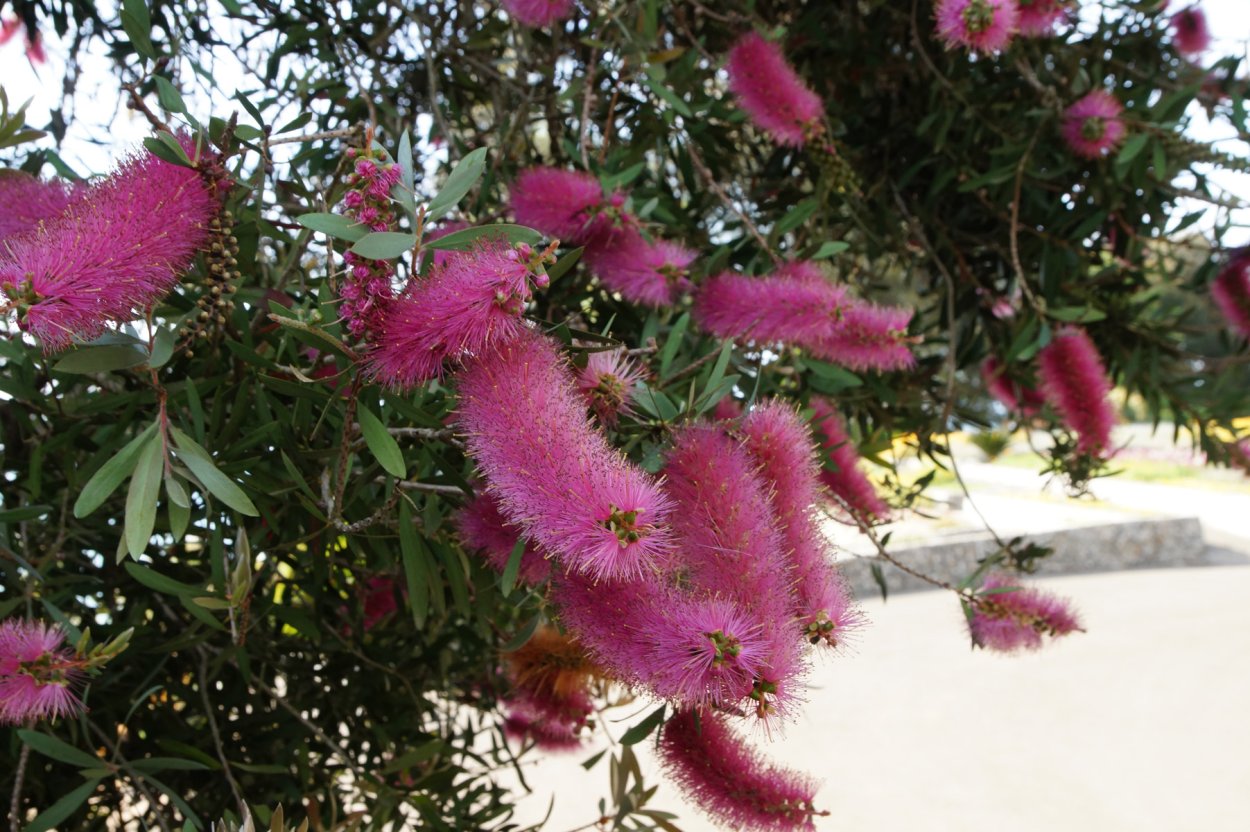 Розовые пушистые цветы на дереве