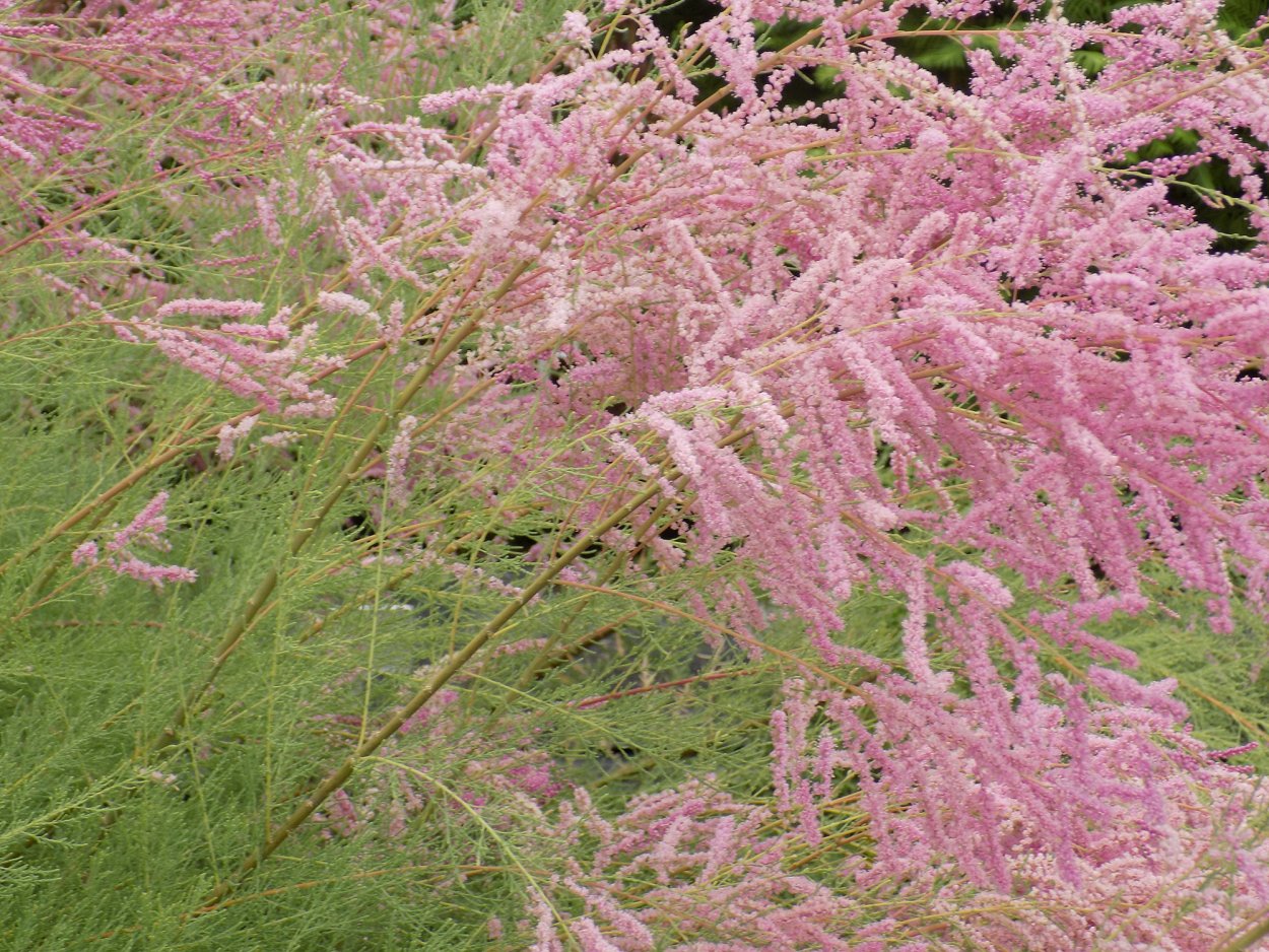 Хвойник тамарикс