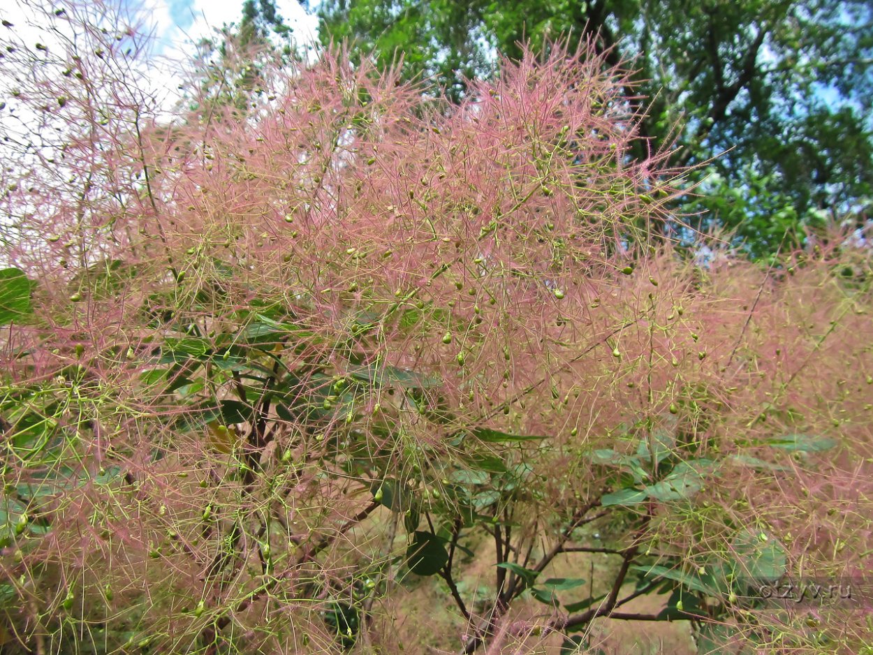 Кустарник цветет пушистыми метелками