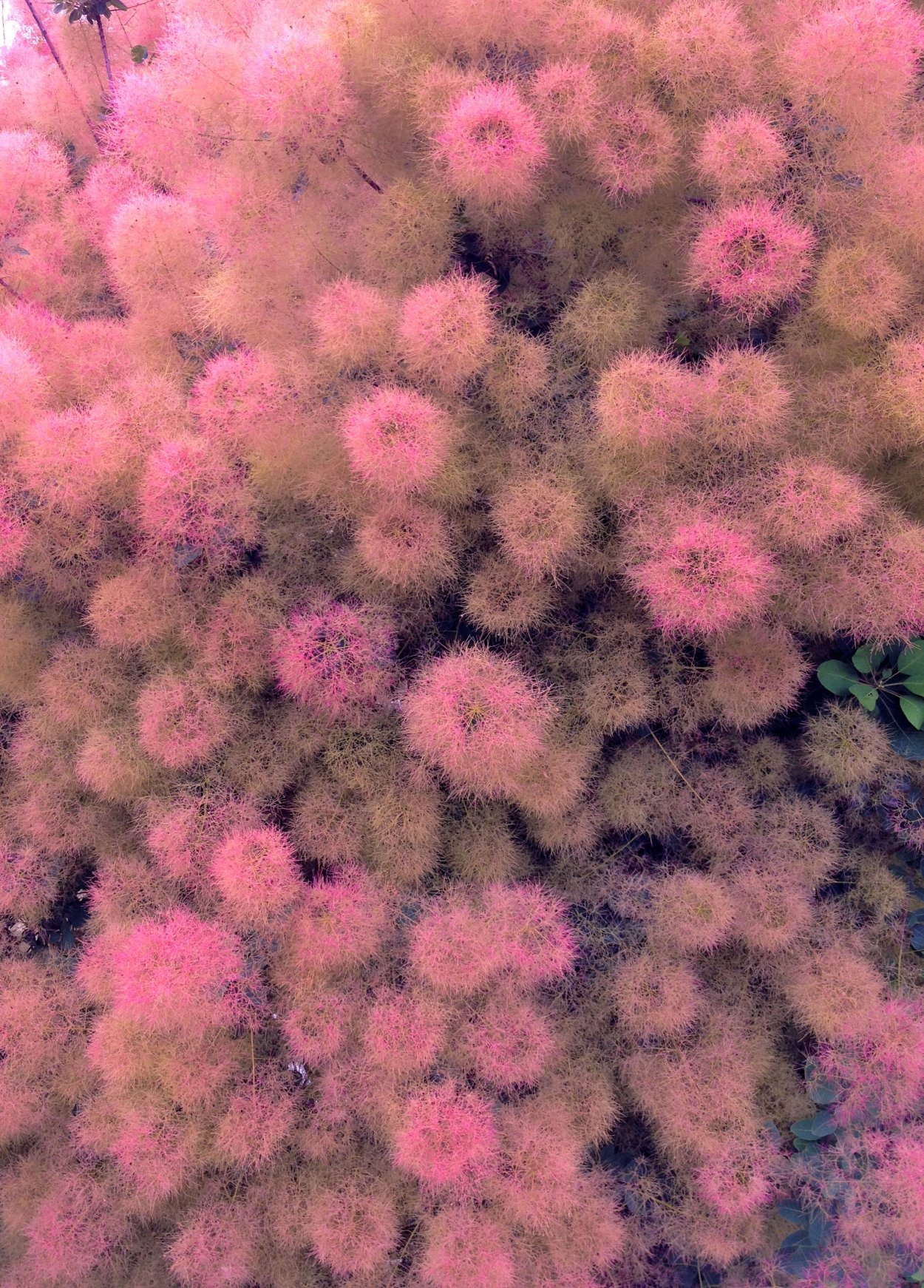 Скумпия Кожевенная в Аптекарском огороде