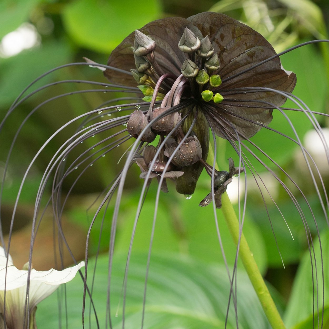 Такка Шантрье черная