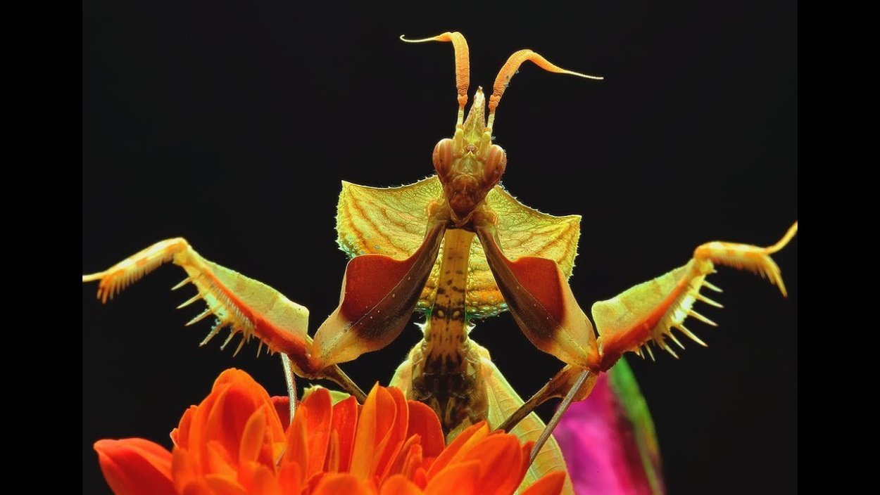 Maxillaria schunkeana