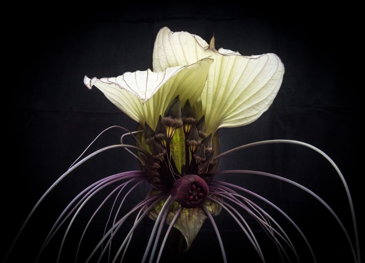 Такка Шантрье