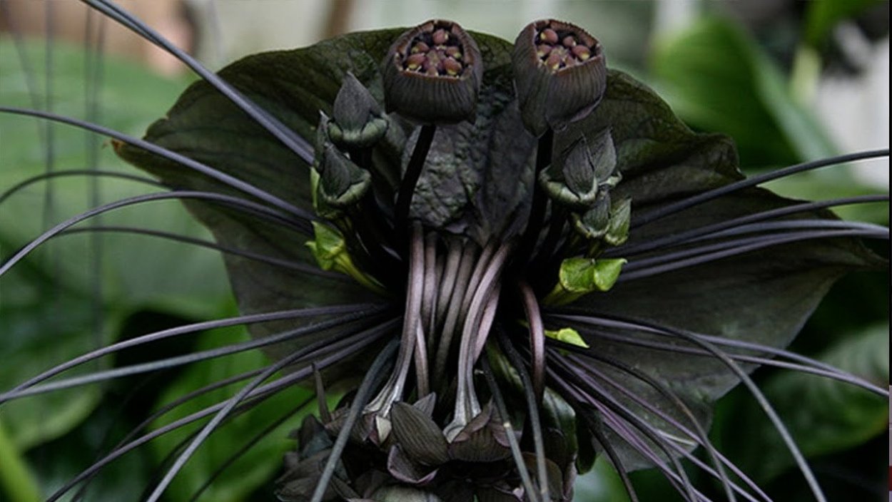 Ischnomantis Gigas богомол