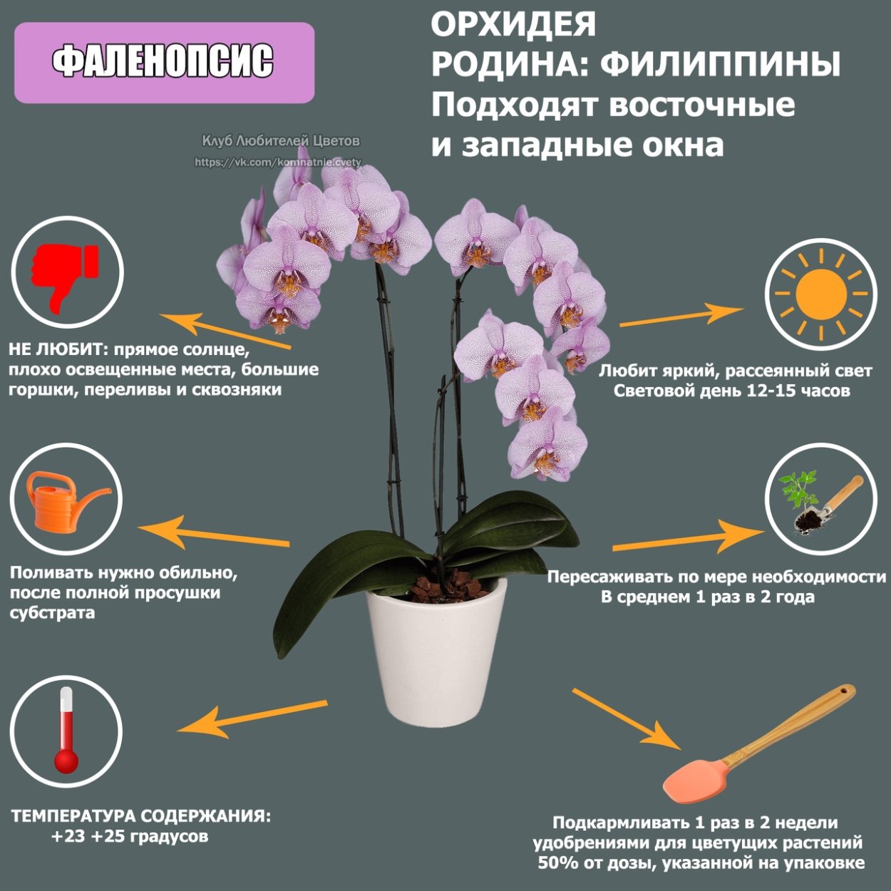Купил орхидеи в горшке как ухаживать. Орхидея фаленопсис комнатное растение. орхидея фенолепсис. строение орхидеи фаленопсис.
