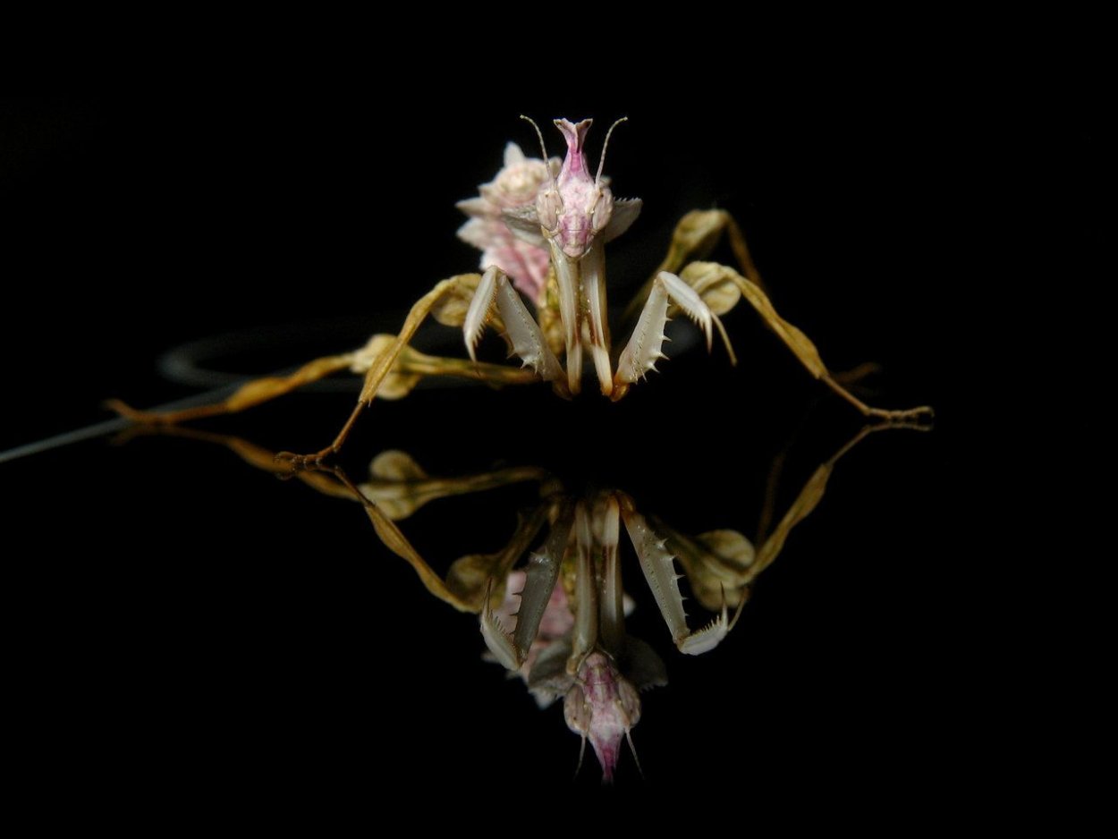 Бафомет сатанинский демон?