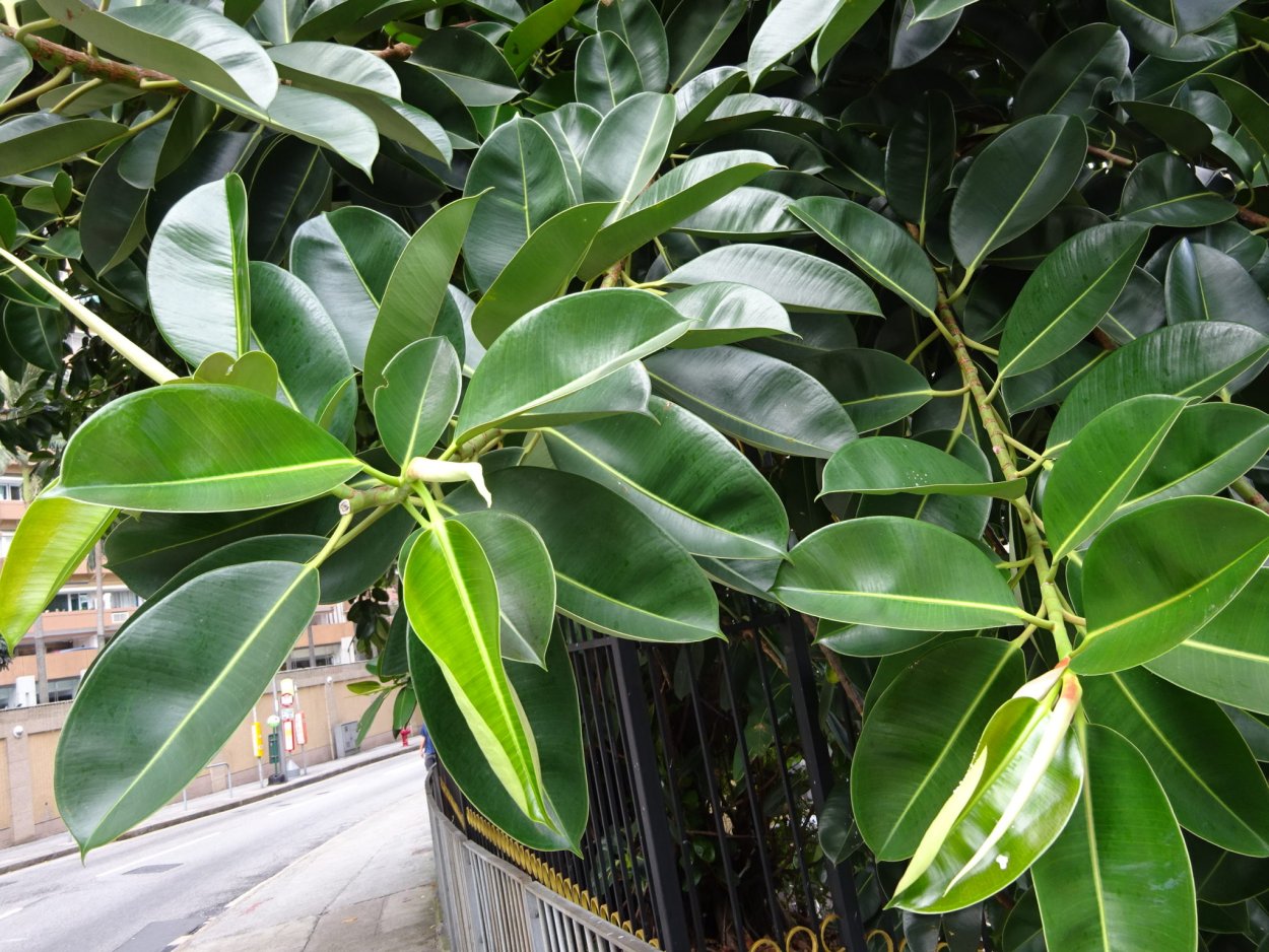 Фикус каучуконосный мелколистный