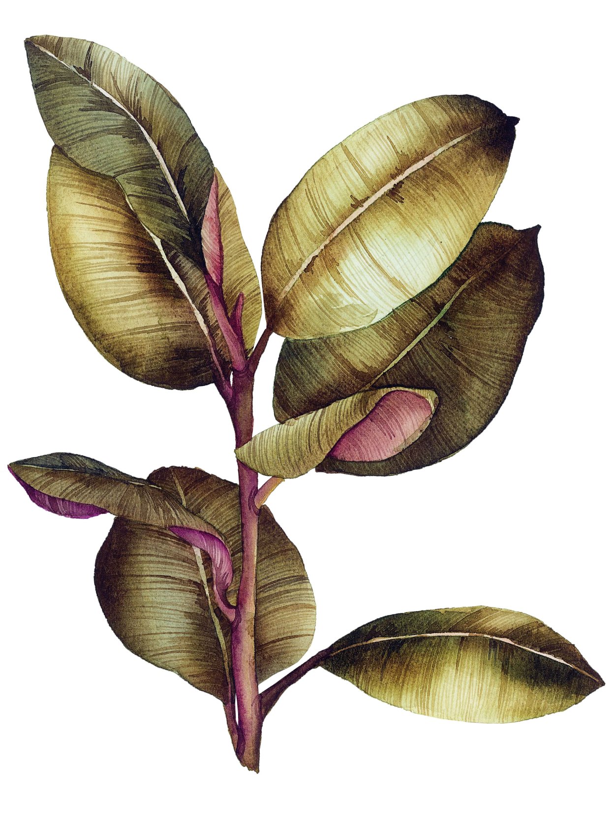 Фикус Fiddle Leaf Fig