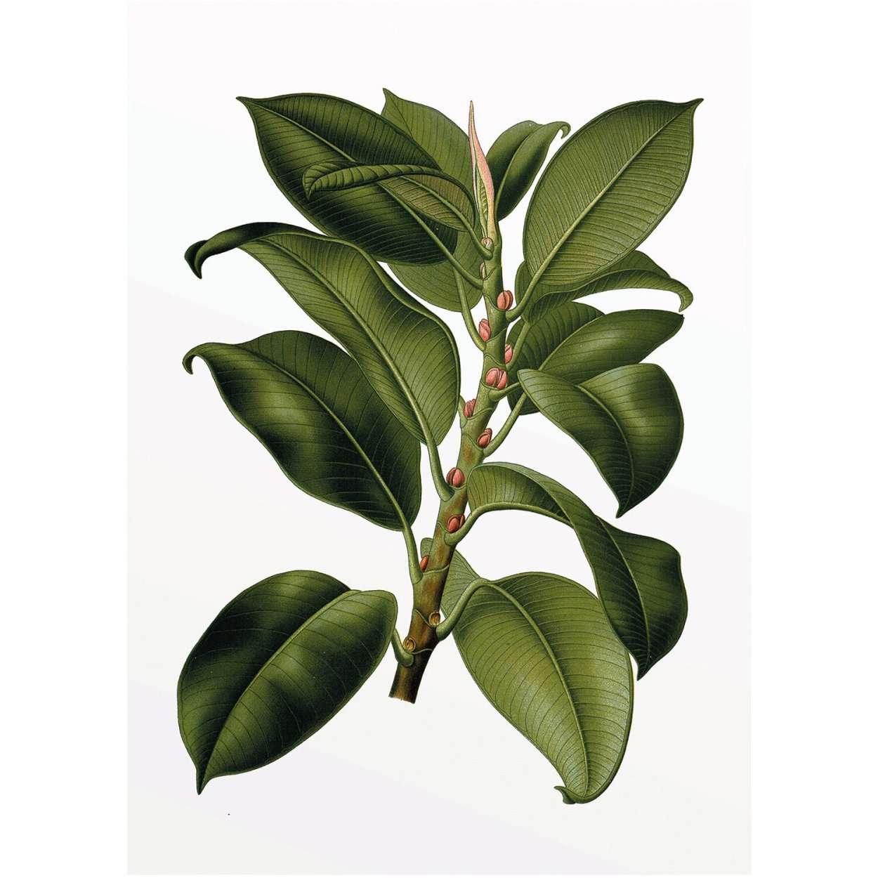 Фикус Бенджамина