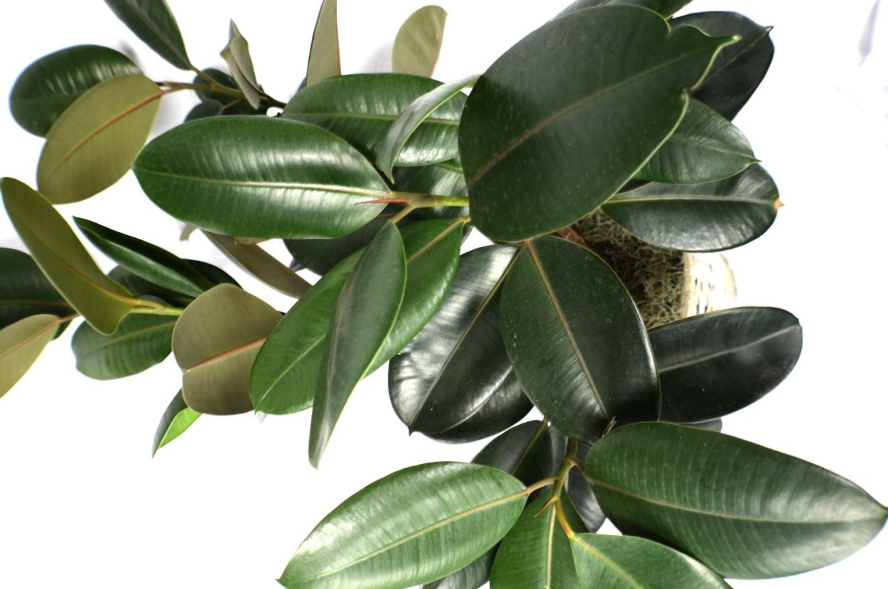 Фикус elastica robusta