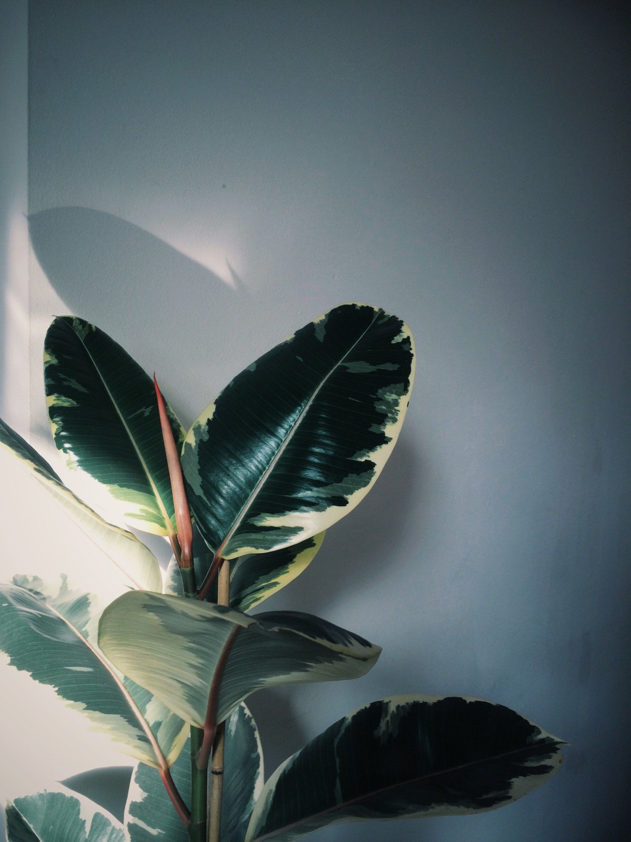 Ficus lyrata акварель