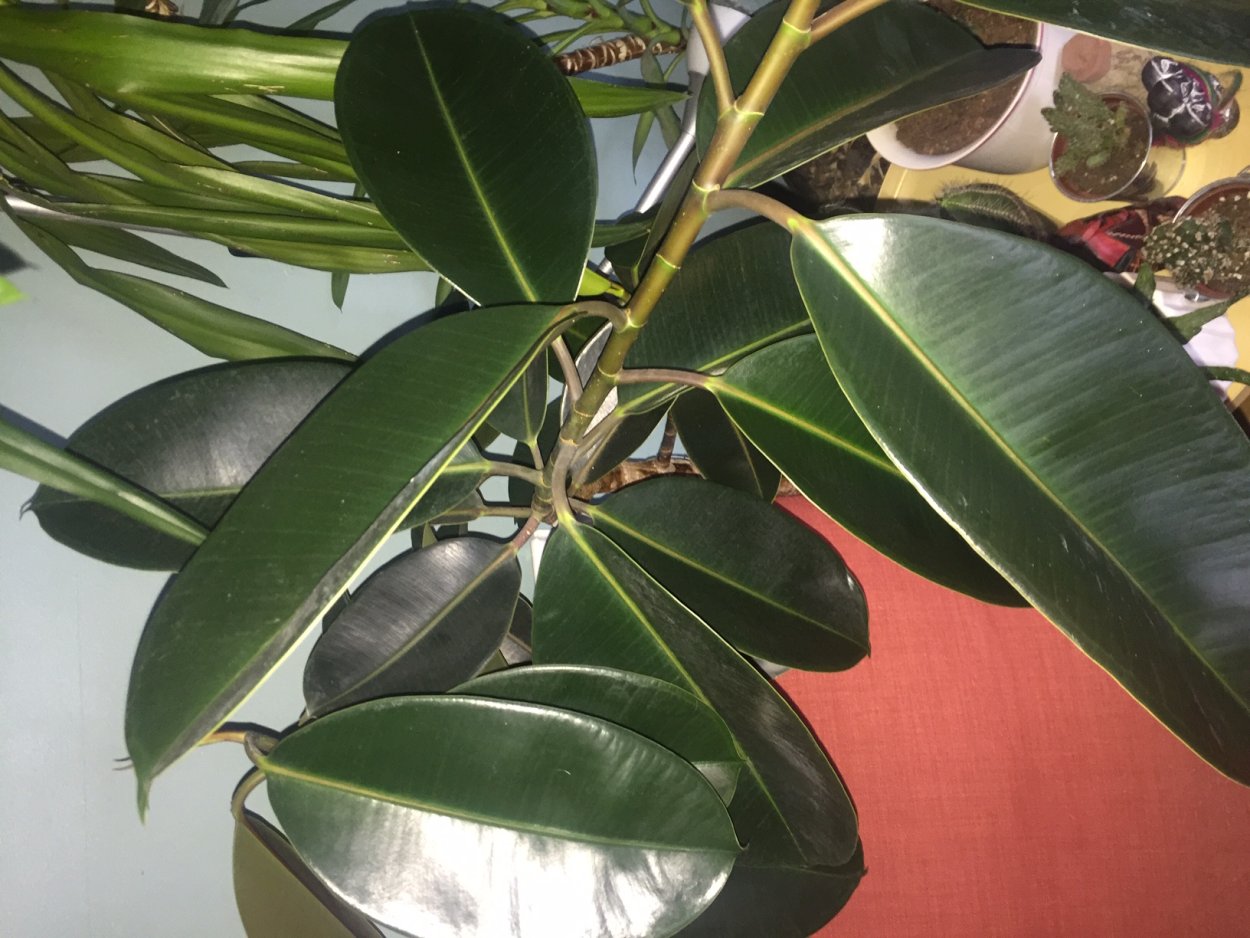 Фикус ядовитый цветок