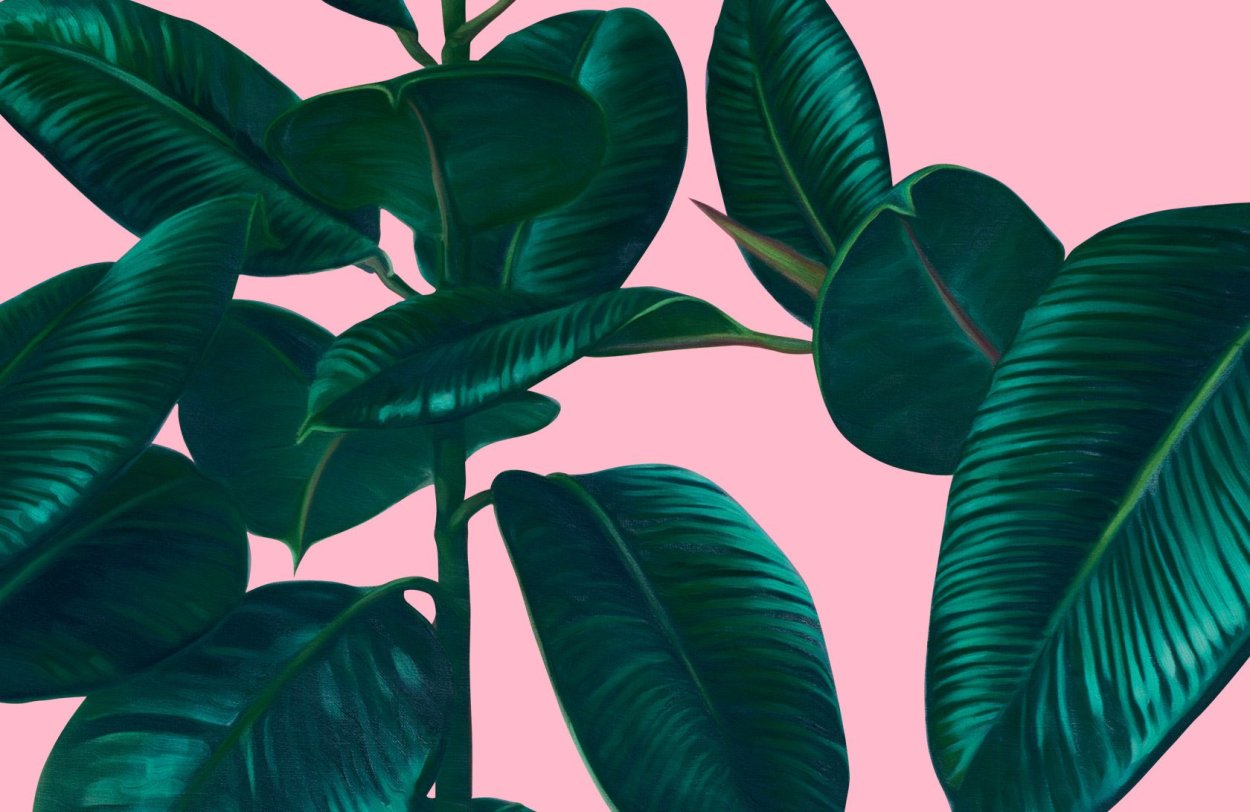 Фикус акварель