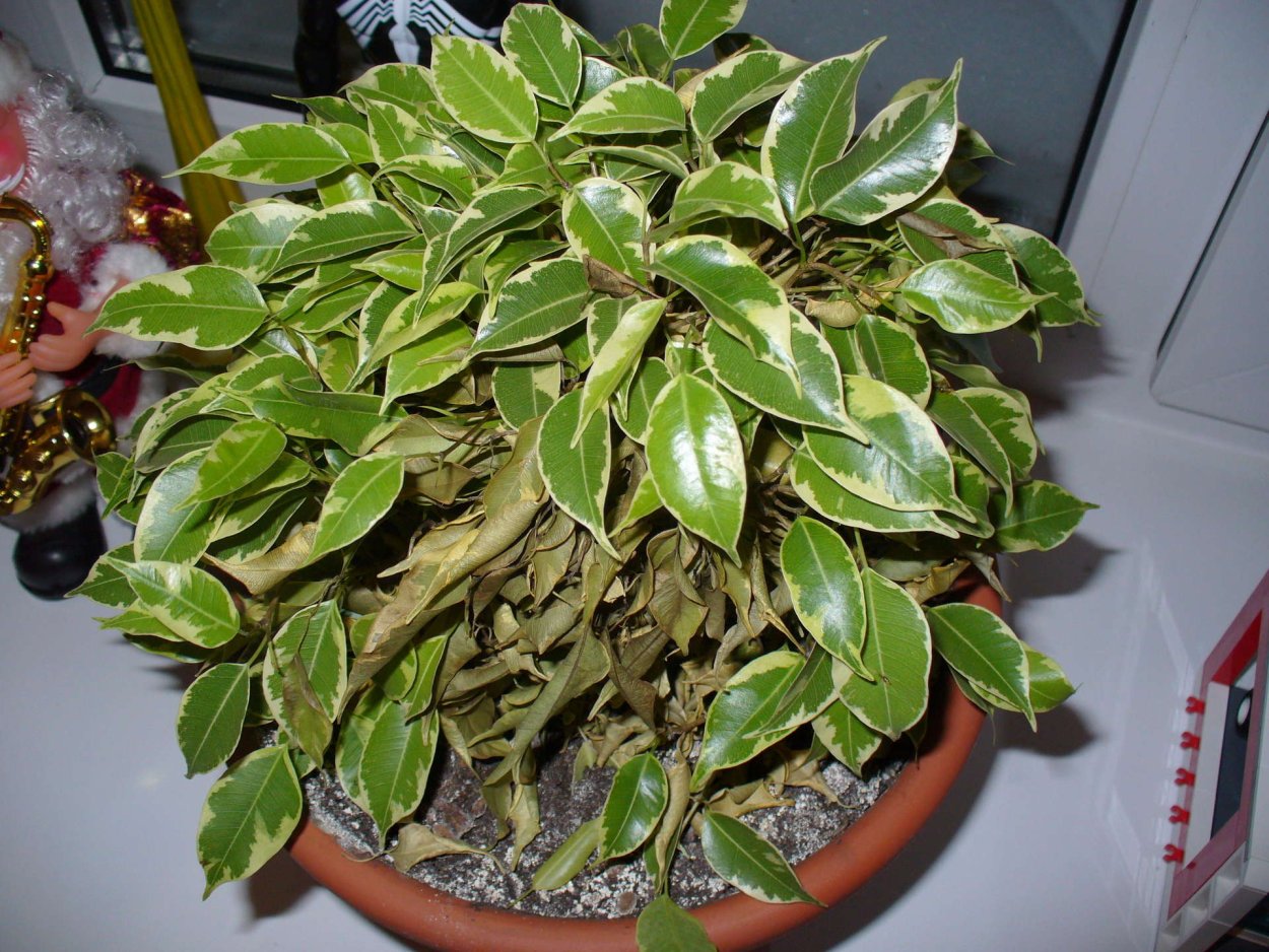 Фикус каучуконосный паспорт растения