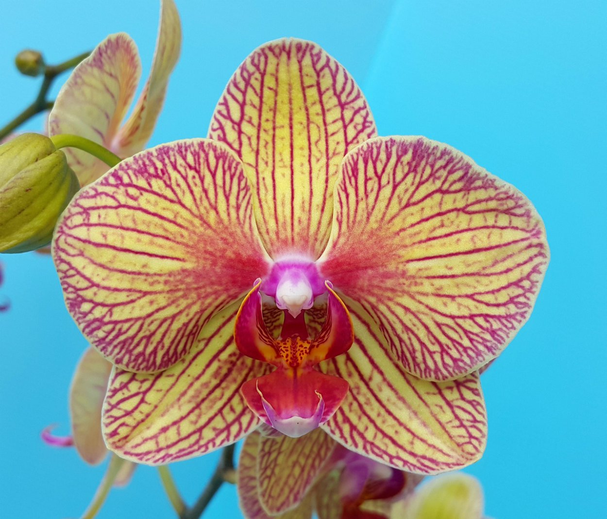 Фаленопсис Биг Вейв Мики Wave