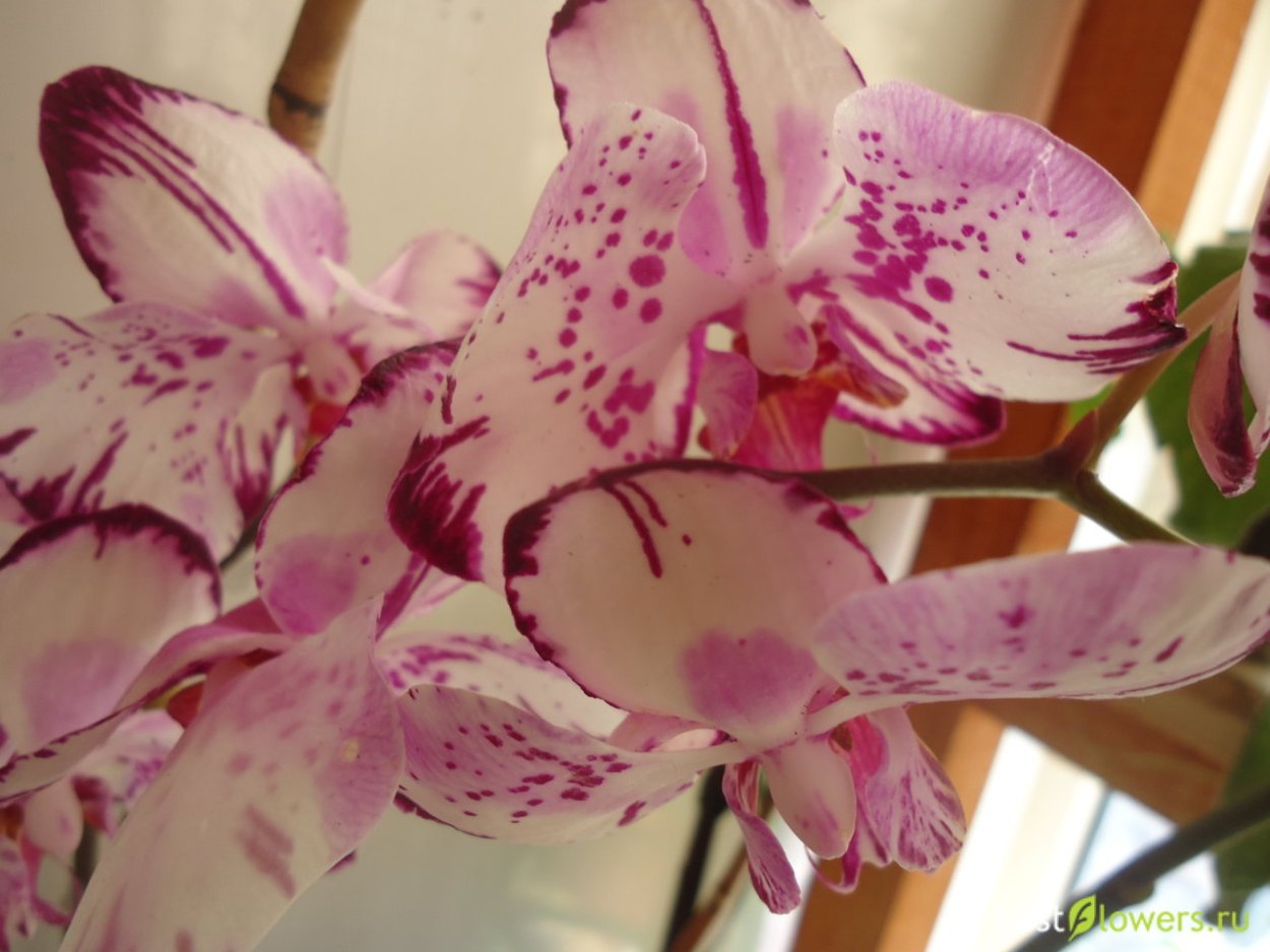 Фаленопсис Дарвин