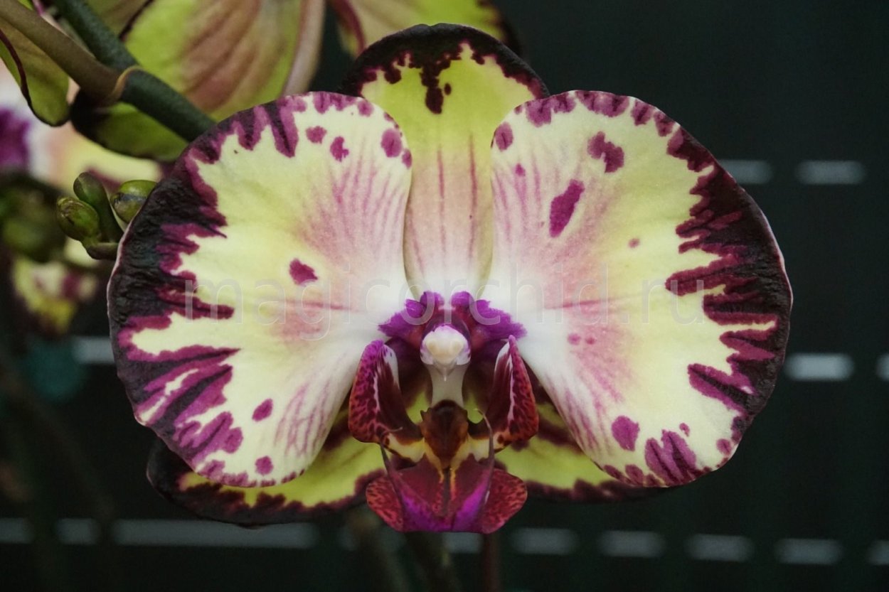 Фаленопсис Азия джунгли