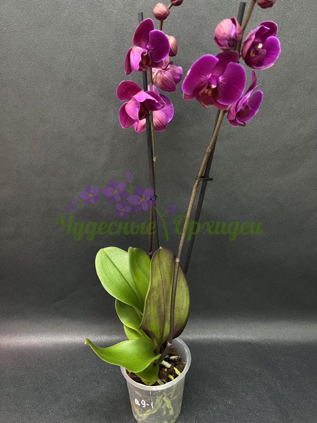 Фаленопсис Daisy мультифлора