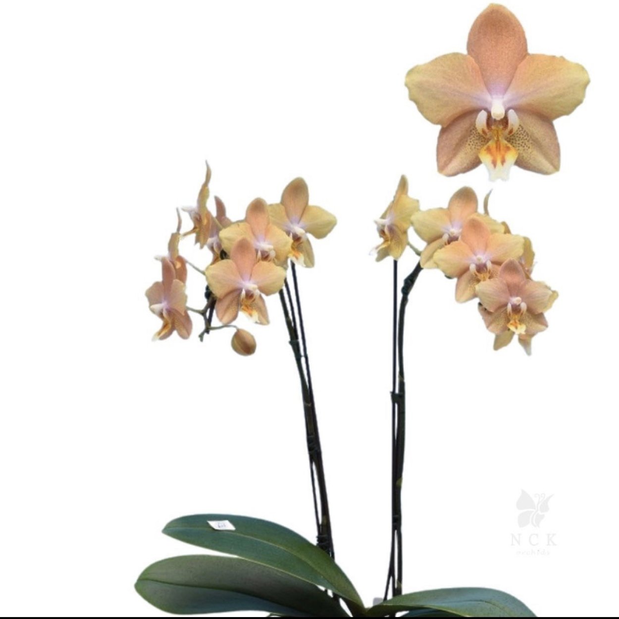 Фаленопсис Indiana