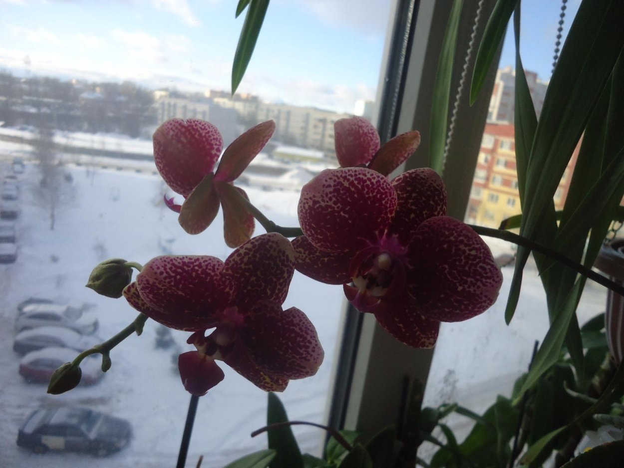 Фаленопсис драгон