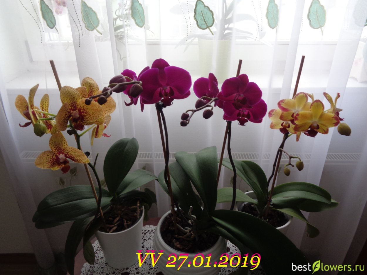 Фаленопсис Fangmei Sweet