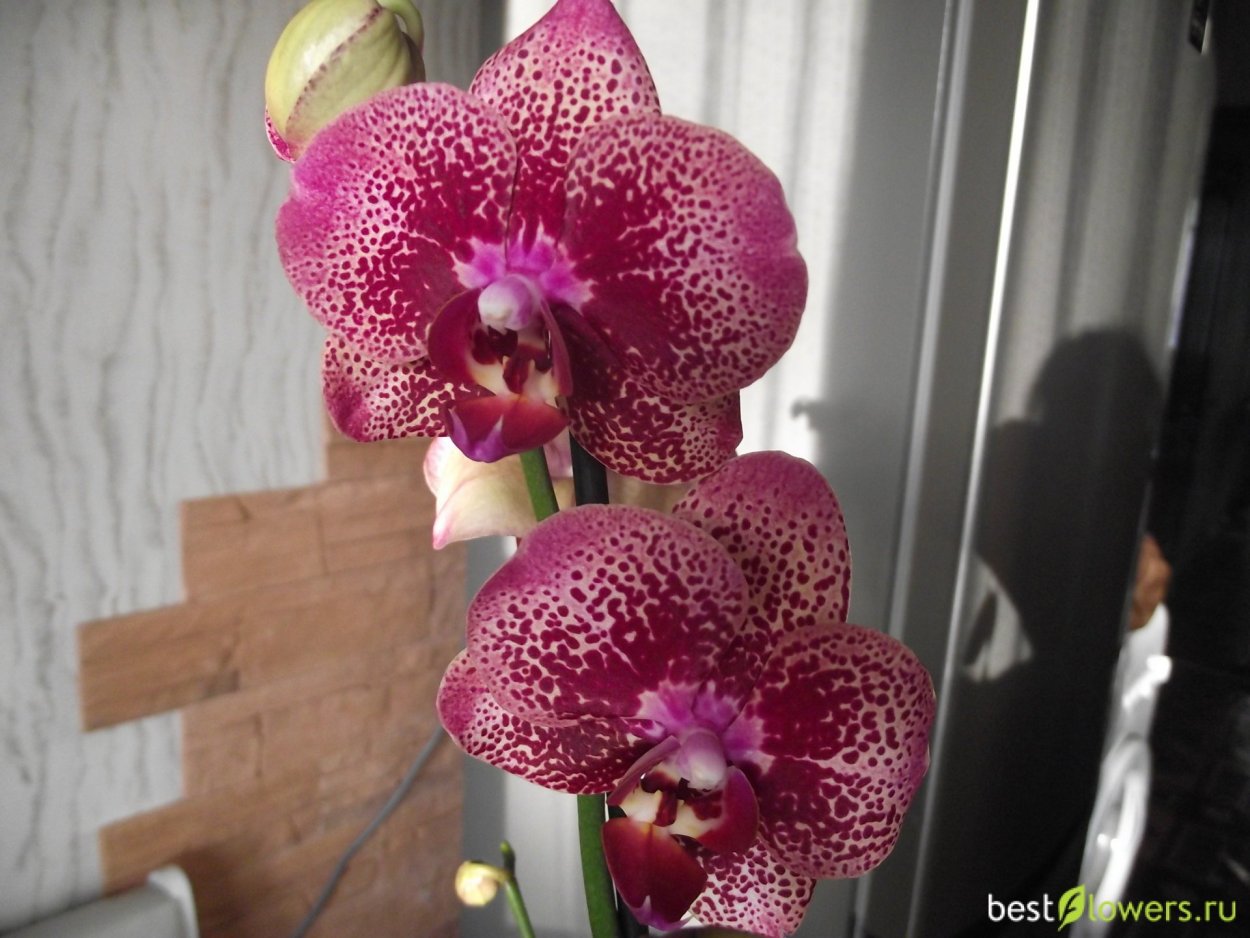 Разновидности орхидей